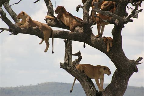 『ケニア・タンザニアの旅（7）～セレンゲティ国立公園3・鈴なりの木登りライオン～』セレンゲティ国立公園周辺 タンザニア の旅行記・ブログ by トンガリキさん【フォートラベル】
