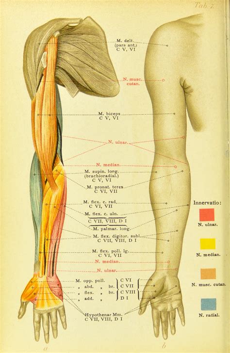 Arm Muscles Diagram Labelled Diagram Of The Muscles In The Human Body