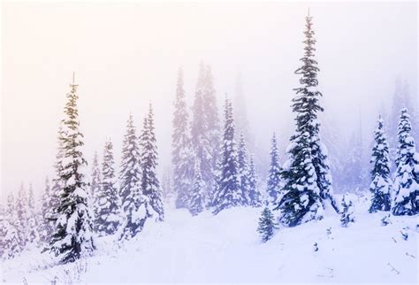 Laeacco Winter Forest Backdrop 10x65ft Vinyl Photography Background