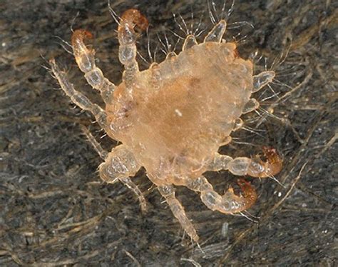 Crabs Std Pubic Lice Detailed Pictures Images