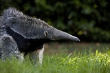 Giant Anteater Eating