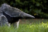 Giant Anteater Facts | Biggest Anteater in the World