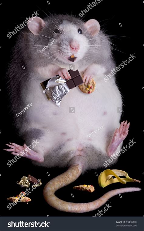 1872 Fat Rat Stock Photos Images And Photography Shutterstock