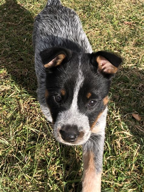 BLUE HEELER PUPPIES