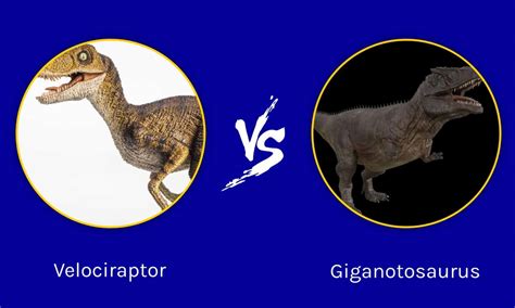 Velociraptor Vs Giganotosaurus Who Would Win In A Fight A Z Animals
