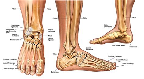 Anatomy Of The Foot And Ankle Foot And Ankle Diagram Anatomy Of The
