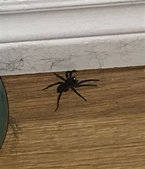 If you expect that you will succeed in killing all spiders once and for all, don't count on that. Wolf spider - PEST CONTROL CANADA