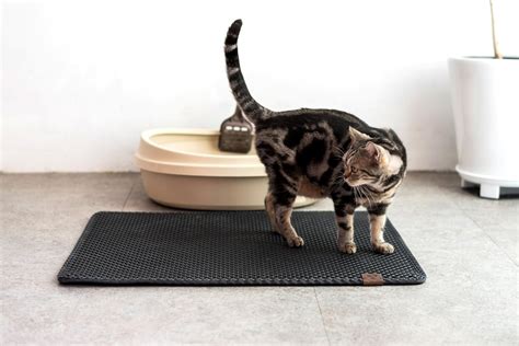 The Best Cat Litter Mat For Your Feline Friend 2023 Reviews