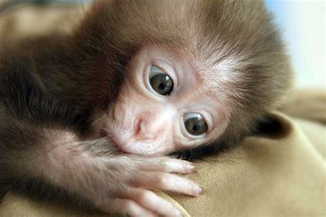 18 Most Innocent And Cute Baby Monkeys 12 Steal My Heart Reckon Talk