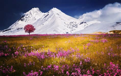 Field Of Flowers In Front Of Snowy Mountains Alps Hd