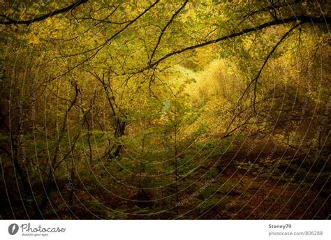 Autumn Forest Nature A Royalty Free Stock Photo From Photocase