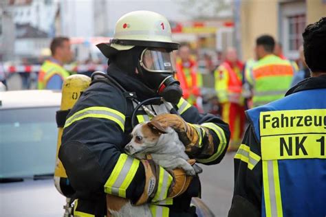 Feuerwehr Rettet Hund Und Katze Aus Brennender Wohnung