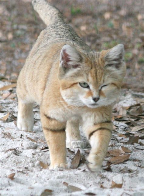 These Rare Desert Cats Look Like Kittens Their Whole Lives