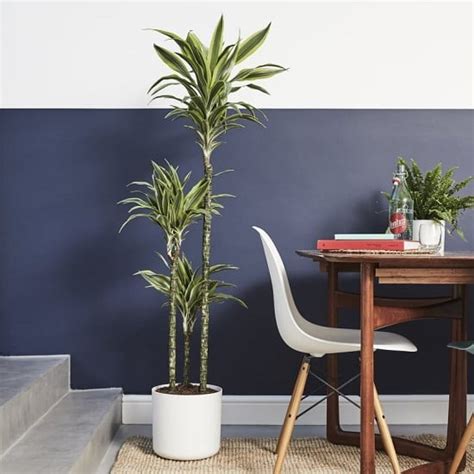 While you're not looking, your indoor flora is removing air pollutants and helping you to remember things. 6 Great Dracaena Plant Benefits (Proven In Studies ...