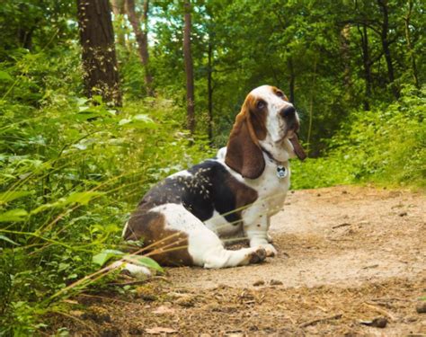 So If You See A Basset Hound Tell Them You Appreciate Them 16 Basset Hounds Who Need A Hug