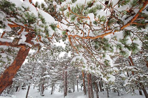 Snowy Pine Forest Photograph By Ulrich Kunst And Bettina Scheidulin