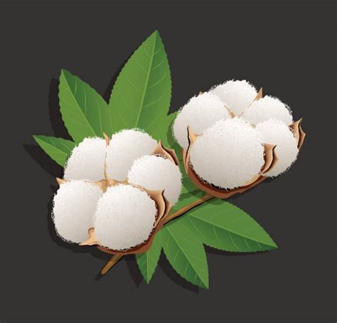 Cotton Boll Illustrations Royalty Free Vector Graphics And Clip Art Istock