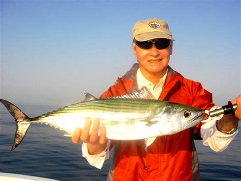 Atlantic Bonito Are The Headliner Of Several Species Of Fish That Have