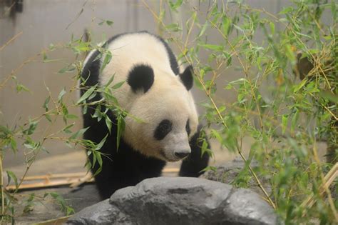 Giant Panda Xiang Xiang Turns 4 In Tokyo With Celebration On Zoo