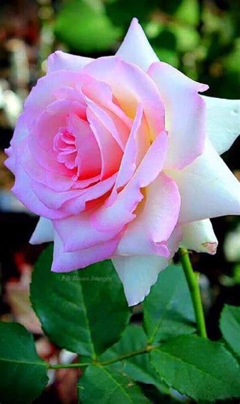 Beautiful Rose Flowers Pretty Roses Flowers Nature Amazing Flowers