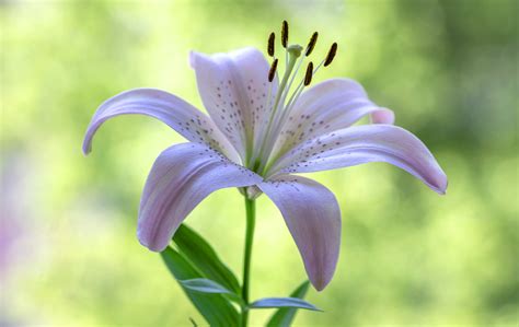 Bulbs For A Cutting Garden Asiatic Lily Oakridge Garden Centre