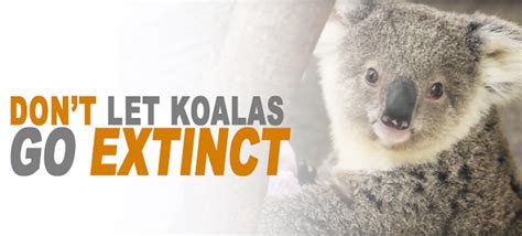 Dont Let Koalas Go Extinct Animal Media Foundation