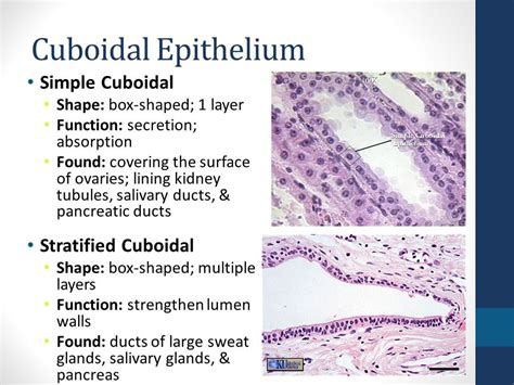 Simple Cuboidal Epithelium Structure