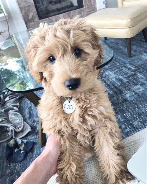 Goldendoodle puppy coat colors will fade or lighten or dull to another color with is. Coloring Pages Of Cute Animals Hard our Cute Australian Animals Pictures following Cute Cartoon ...