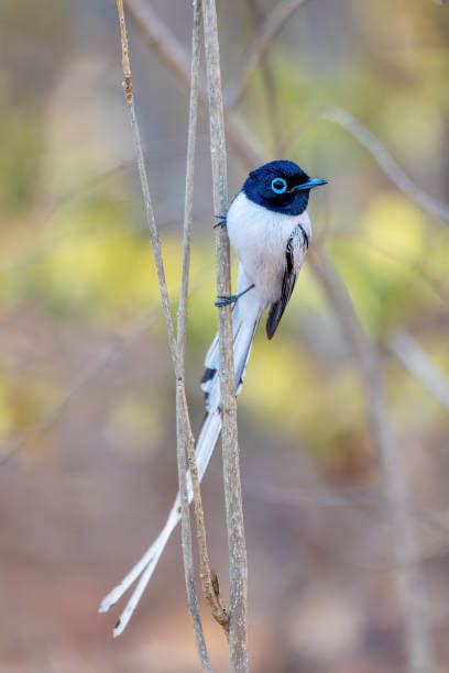 20 Madagascar Paradise Flycatcher Photos Stock Photos Pictures