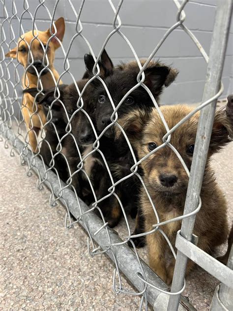 Animal Aid Usa Saving Over 200 Dogs A Month