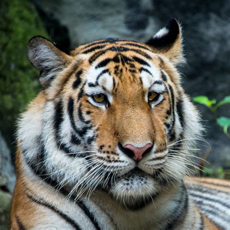 Tiger In Kansas City Zoo In Kansas City Missouri Stock Photo Image Of