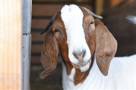 Goats Farm Animals Farm Sanctuary