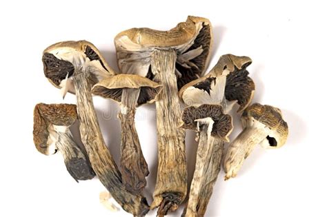 Dried Magic Mushrooms Psilocybe Cubensis Stock Photo Image Of Nature