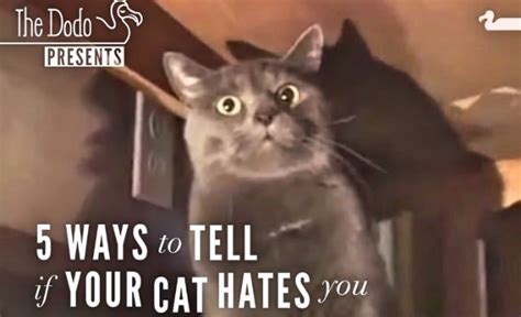 5 Ways To Tell If Your Cat Hates You