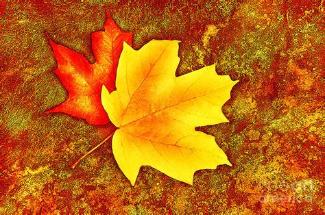 Colorful Autumn Leaves Photograph By Cheryl Davis Fine Art America