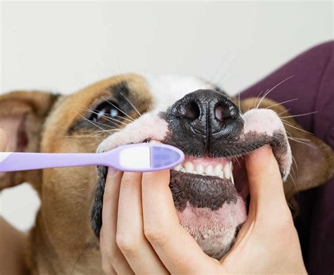 Dental Care For Your Pets In Perth Your Pets Vet