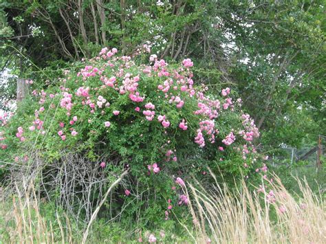 Prairie Places Little Rose Bush On The Prairie