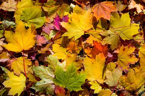 Beautiful Yellow Autumn Leaves Background High Quality Free Backgrounds