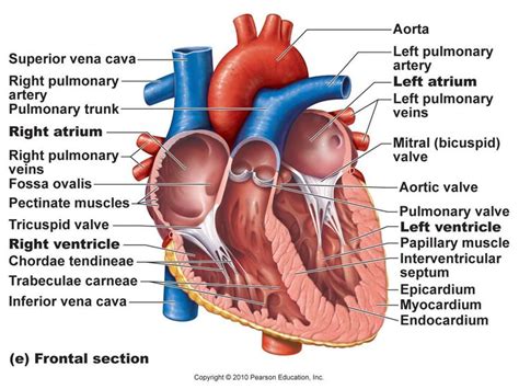 Anatomically, the liver is a meaty organ that consists of two large sections called the right and the left lobe. pictures with parts labeled - Google Search | Heart ...