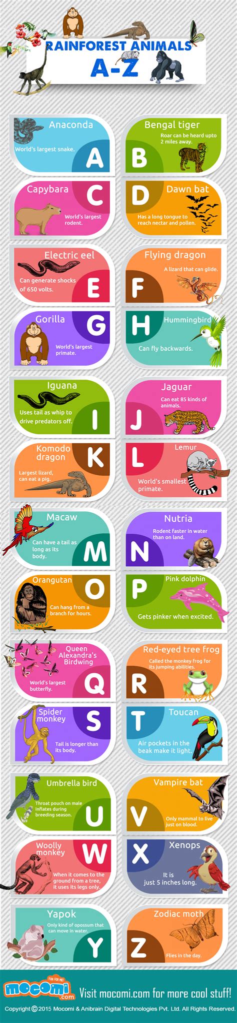Perhaps…but not quite a correct name to use when describing africa's animals. Rainforest Animals A-Z | Visual.ly
