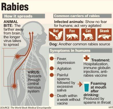 The majority of reported cases involve wild animals like bats, raccoons and skunks, but does not exclude dogs or cats. Dog bite (Rabies) | Dr. Reena's Blog