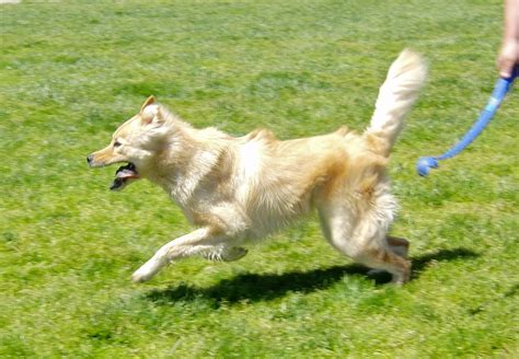 The Golden Wolf Springs Into Action Hunting Its Favorite Prey The