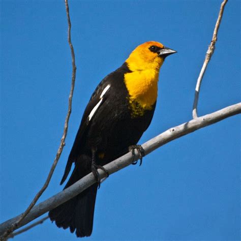 The Male Yellow Headed Blackbird Shows Its Distinct White Wing Patch