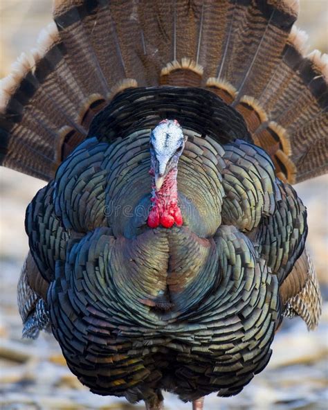 Wild Turkey Stock Photo Image Of Fall Jake Turkeys 24982796