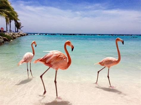 Aruba Caribbean Flamingo Pictures Beach Creatures Super Cute Animals
