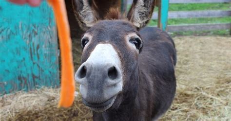 “burro Não é Um Cavalo Dirigindo Burro é Um Cavalo No Meio Da Pista”