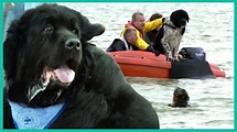 How Newfoundland Rescue Dogs Are Trained To Save Lives - YouTube