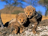 TWO Baby Africa Cheetah - Pets