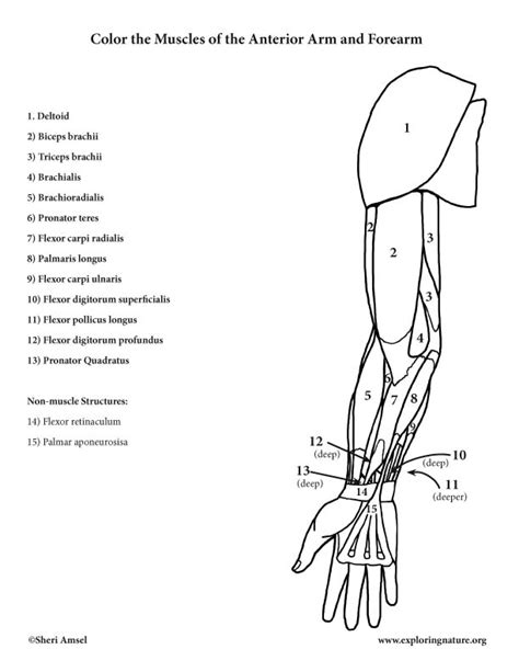 Muscles Of The Arm And Forearm Anterior Coloring Page