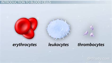 What Are Blood Cells Functions And Types Video And Lesson Transcript